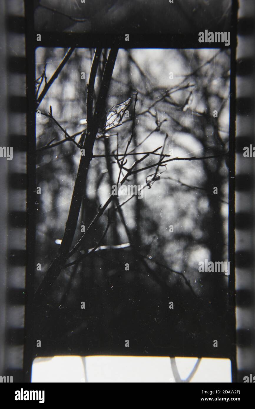 Fine 1970s vintage black and white photography of a closeup of nature ...