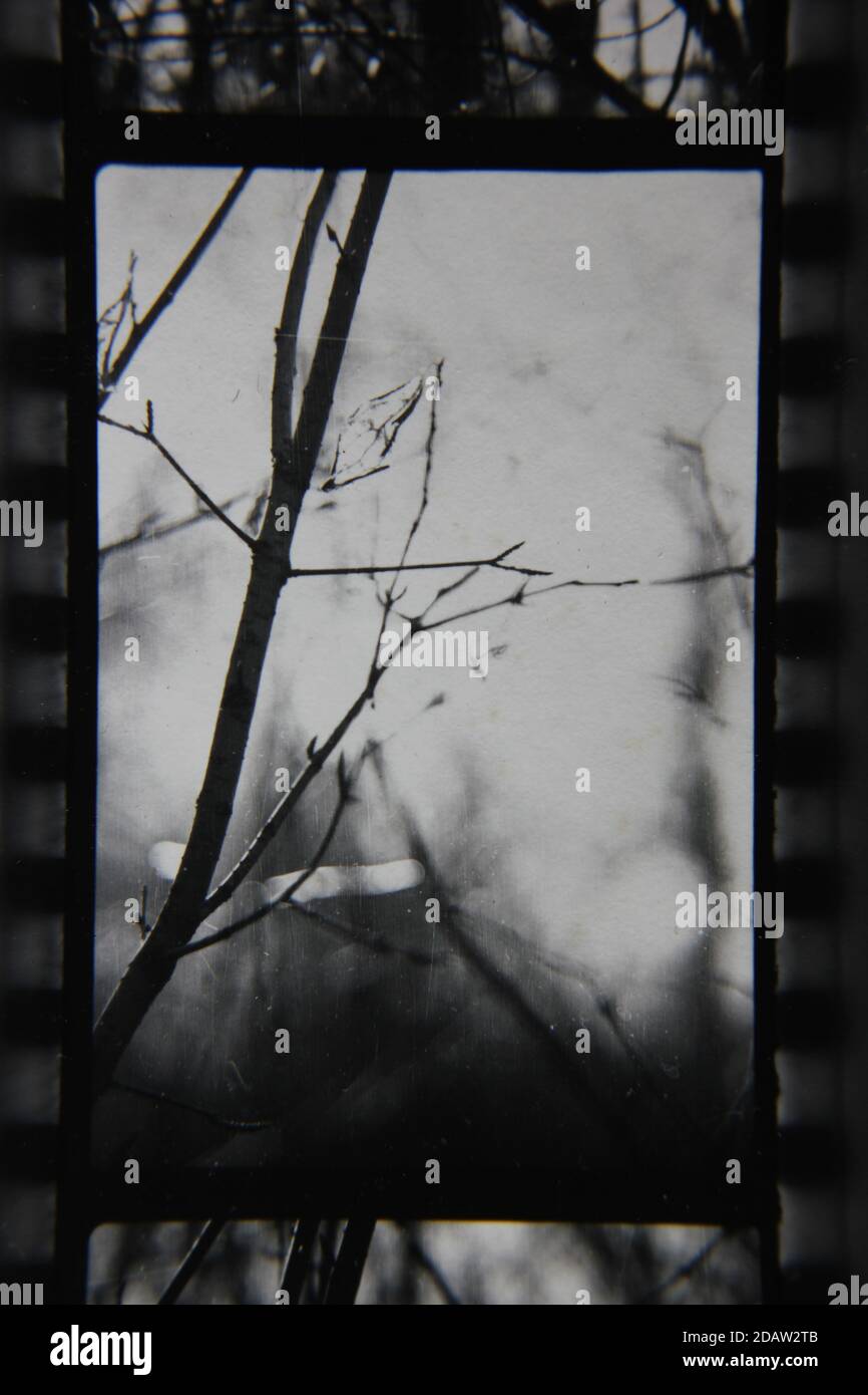 Fine 1970s vintage black and white photography of a closeup of nature ...