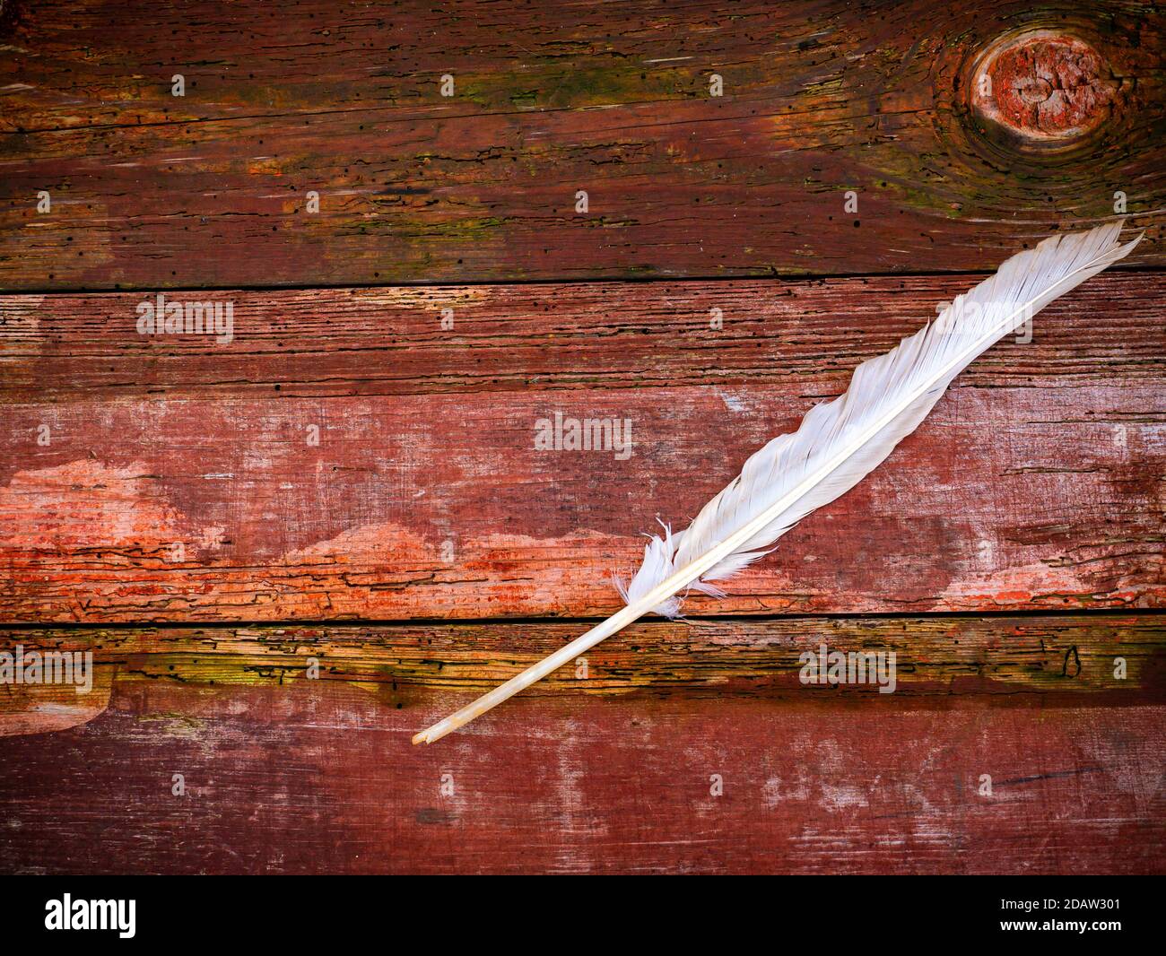 White goose feather on a wooden table. Stock Photo