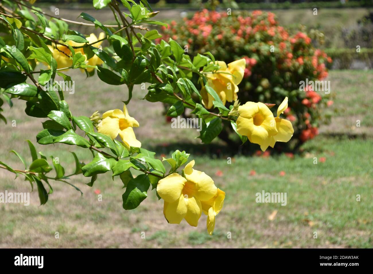 beautiful yellow allamanda flowers Stock Photo