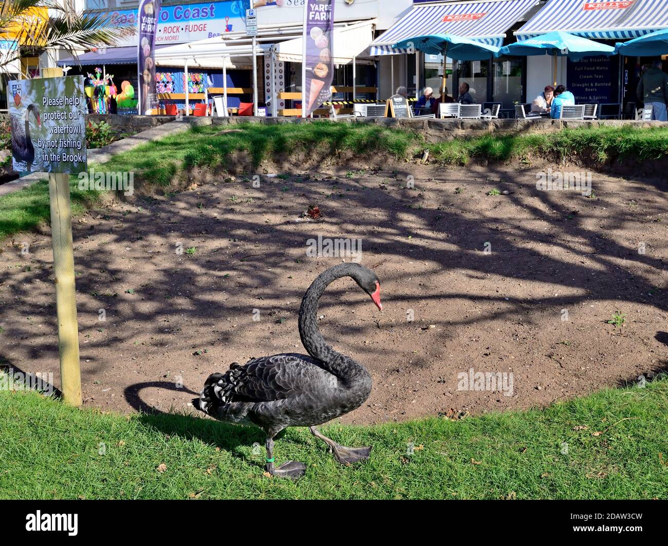 A black swan at Dawlish. Stock Photo