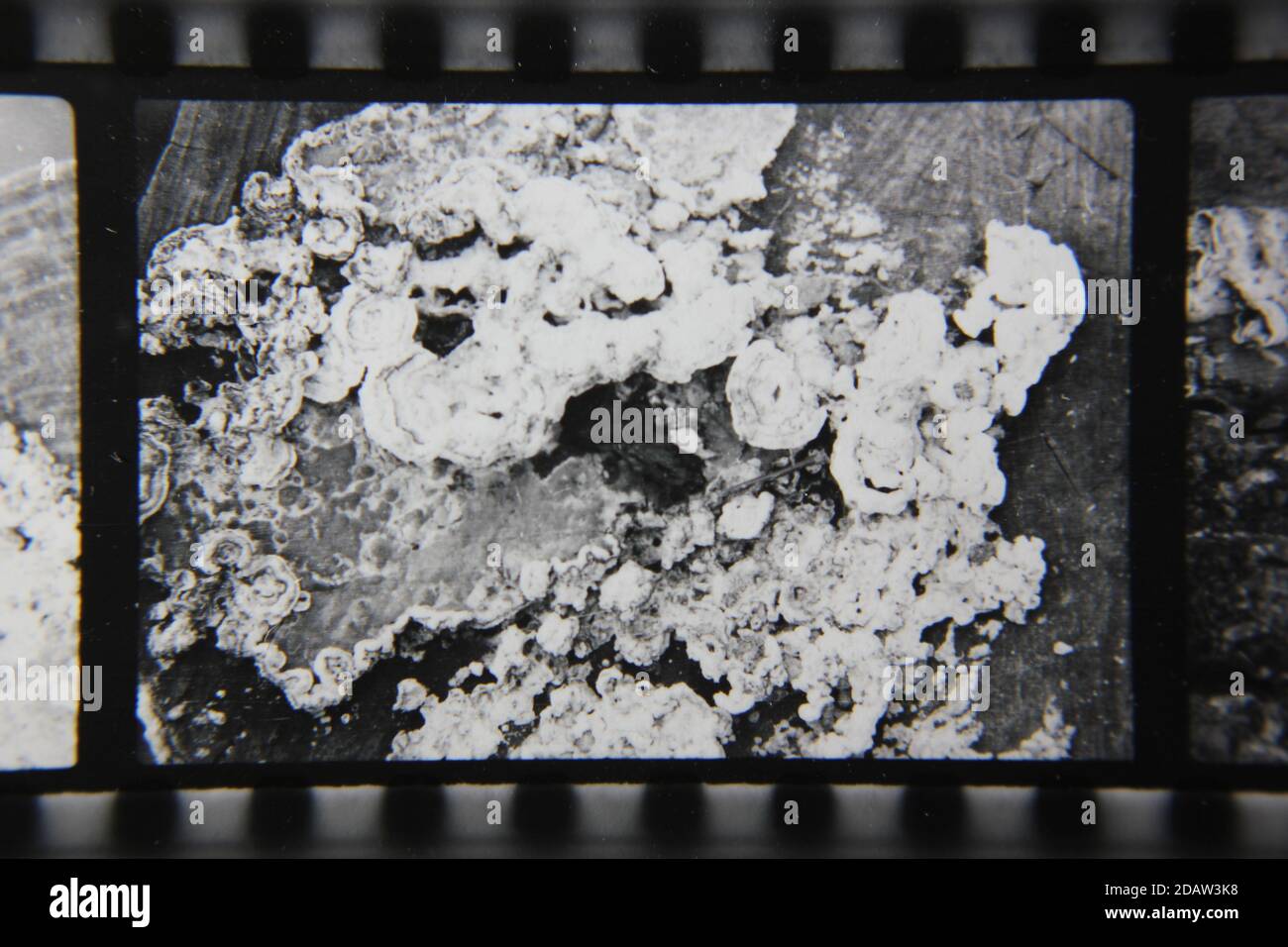 Fine 1970s vintage black and white photography of a closeup of nature ...
