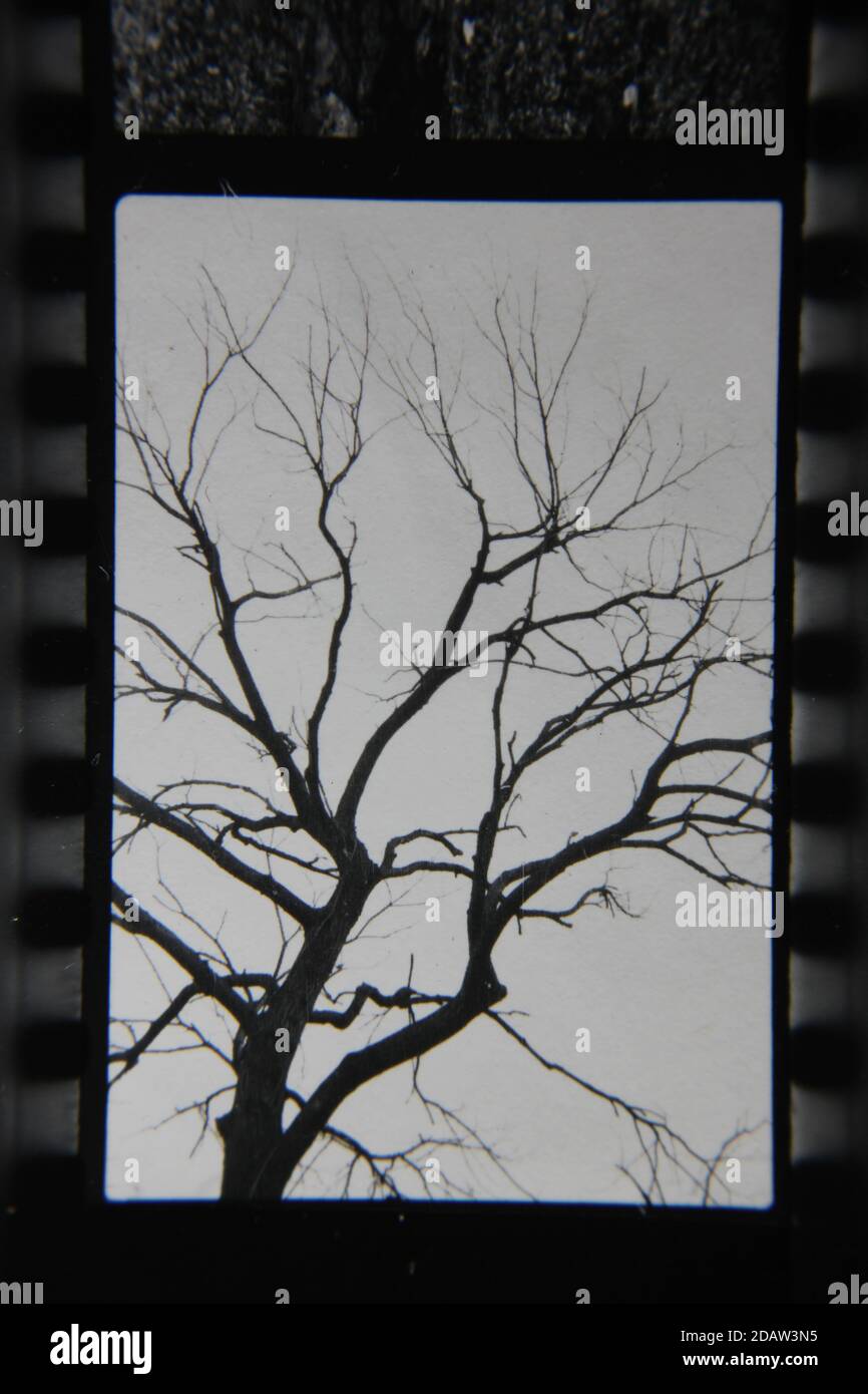 Fine 1970s vintage black and white photography of a closeup of nature ...
