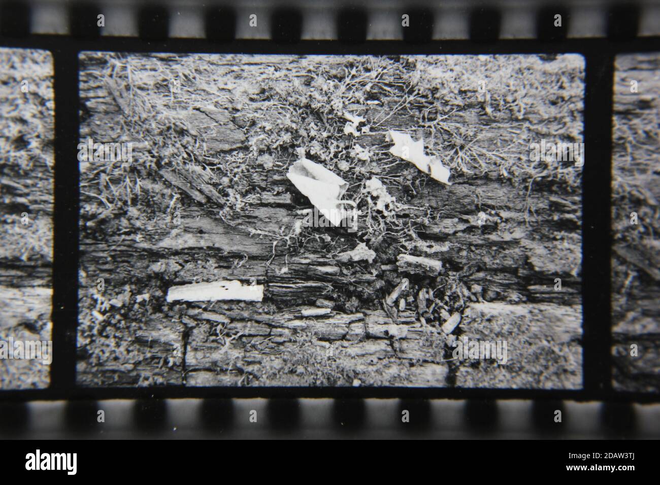 Fine 1970s vintage black and white photography of a closeup of nature ...