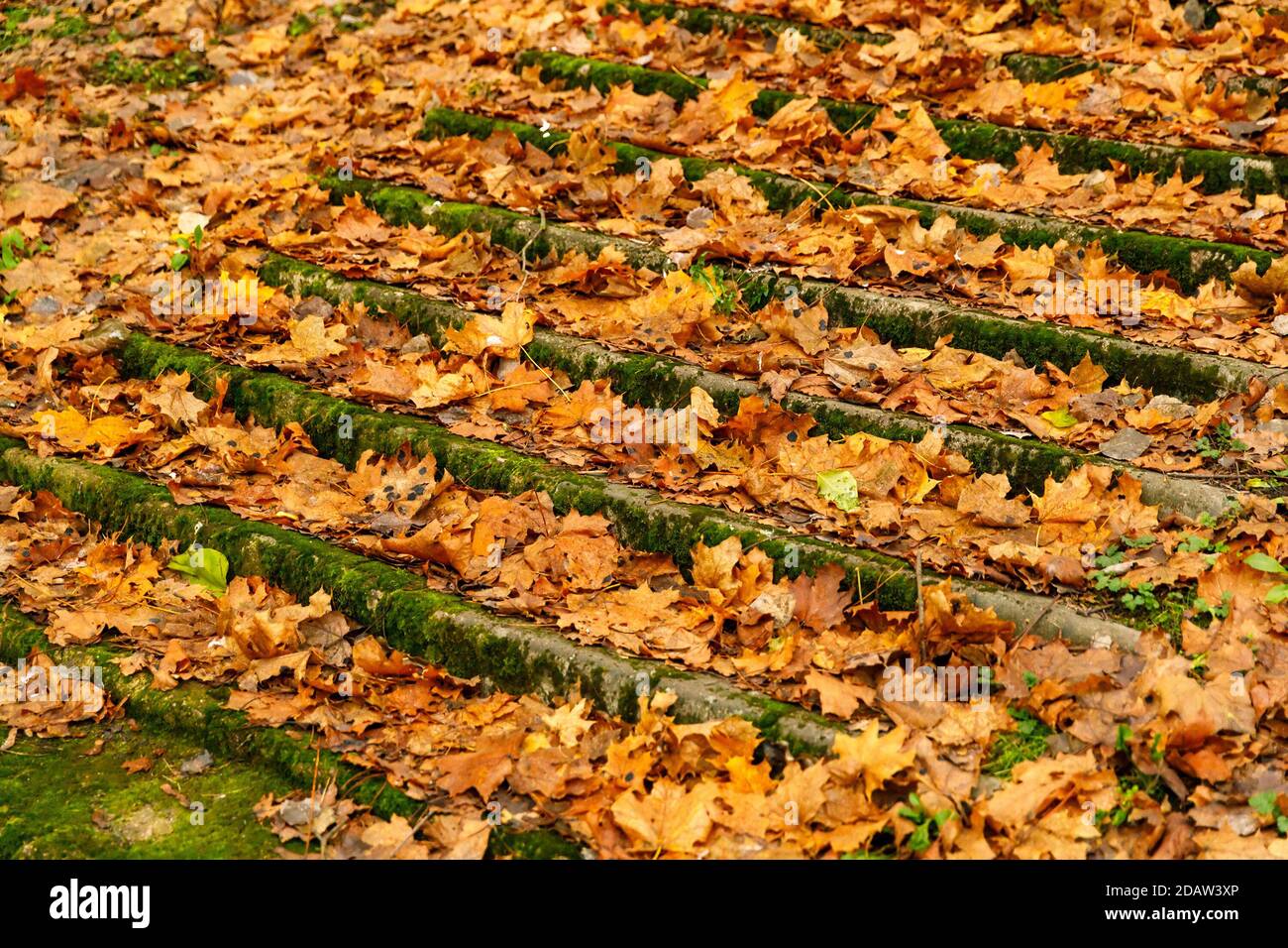 Old stairs strewn with autumn leaves Stock Photo - Alamy