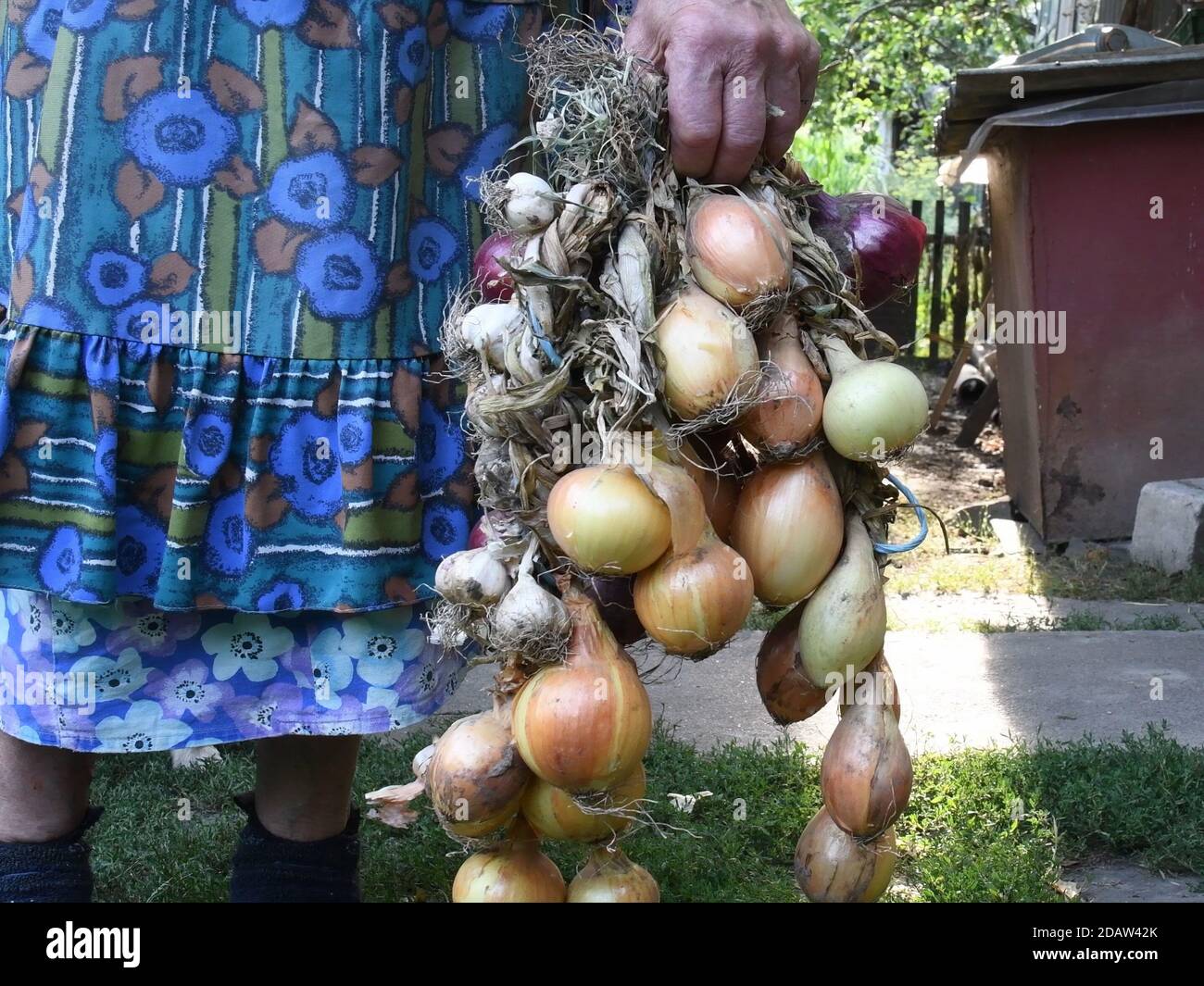 Harvested garlic and onion bulbs tangled in bunch. Rural old woman holding onions in her wrinkled hand. Authentic rustic onion bulbs with dry onion pe Stock Photo