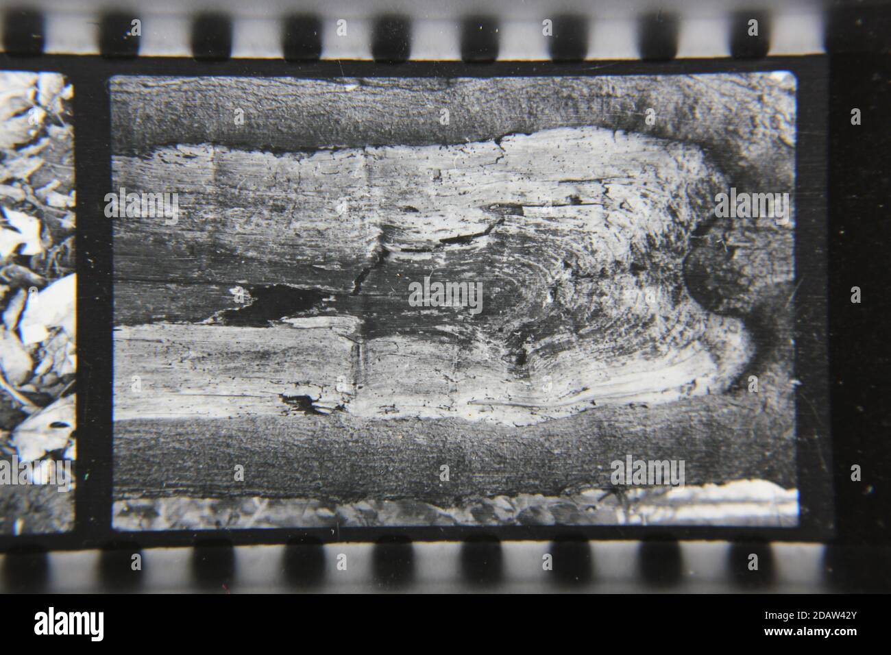 Fine 1970s vintage black and white photography of a closeup of nature ...