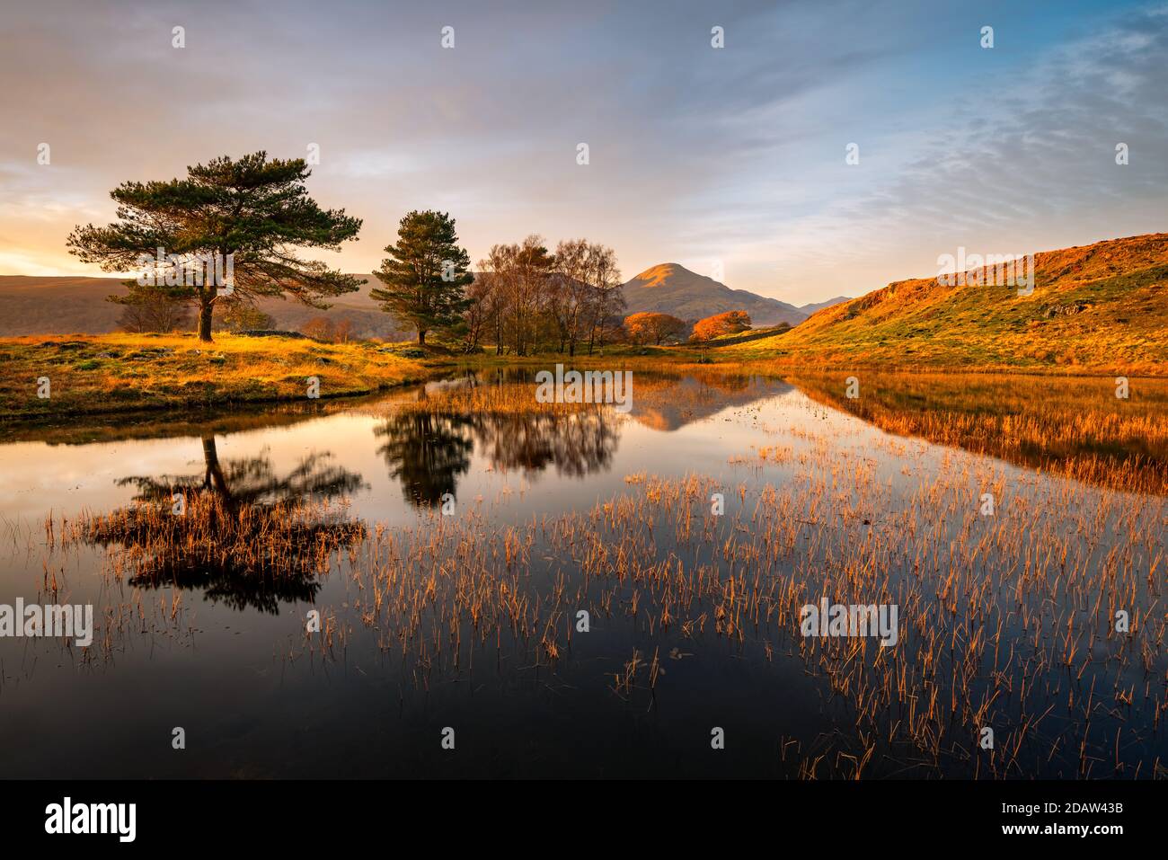 Perfect mirror reflection of trees and mountain in small lake/tarn near Coniston in the Lake District, UK. Stock Photo