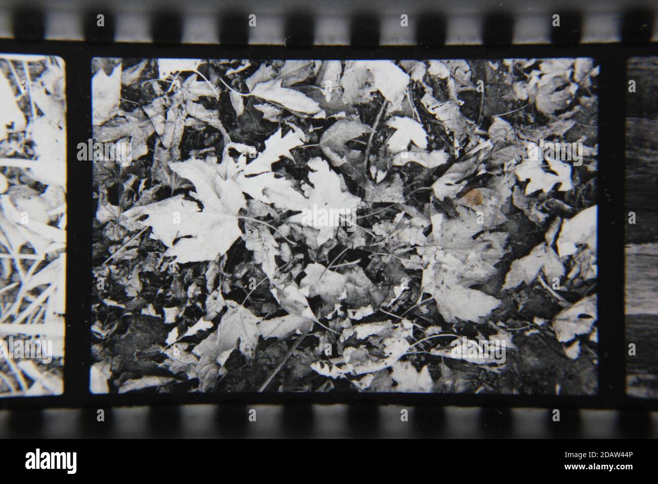 Fine 1970s vintage black and white photography of a closeup of nature