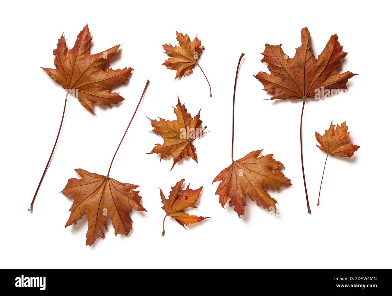 Underside of purple leaves of royal red maple tree leaves or acer platanoides isolated on white background. Set of autumn leaves as a design element. Stock Photo