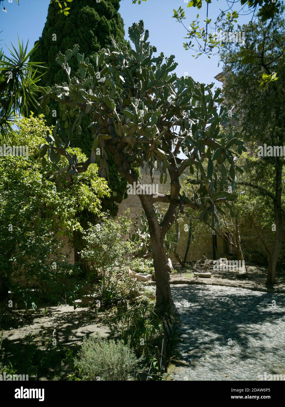 Palermo, Italy, july 2020. The mediterranean garden of the St. Jhon's of the Eremits churc. Stock Photo