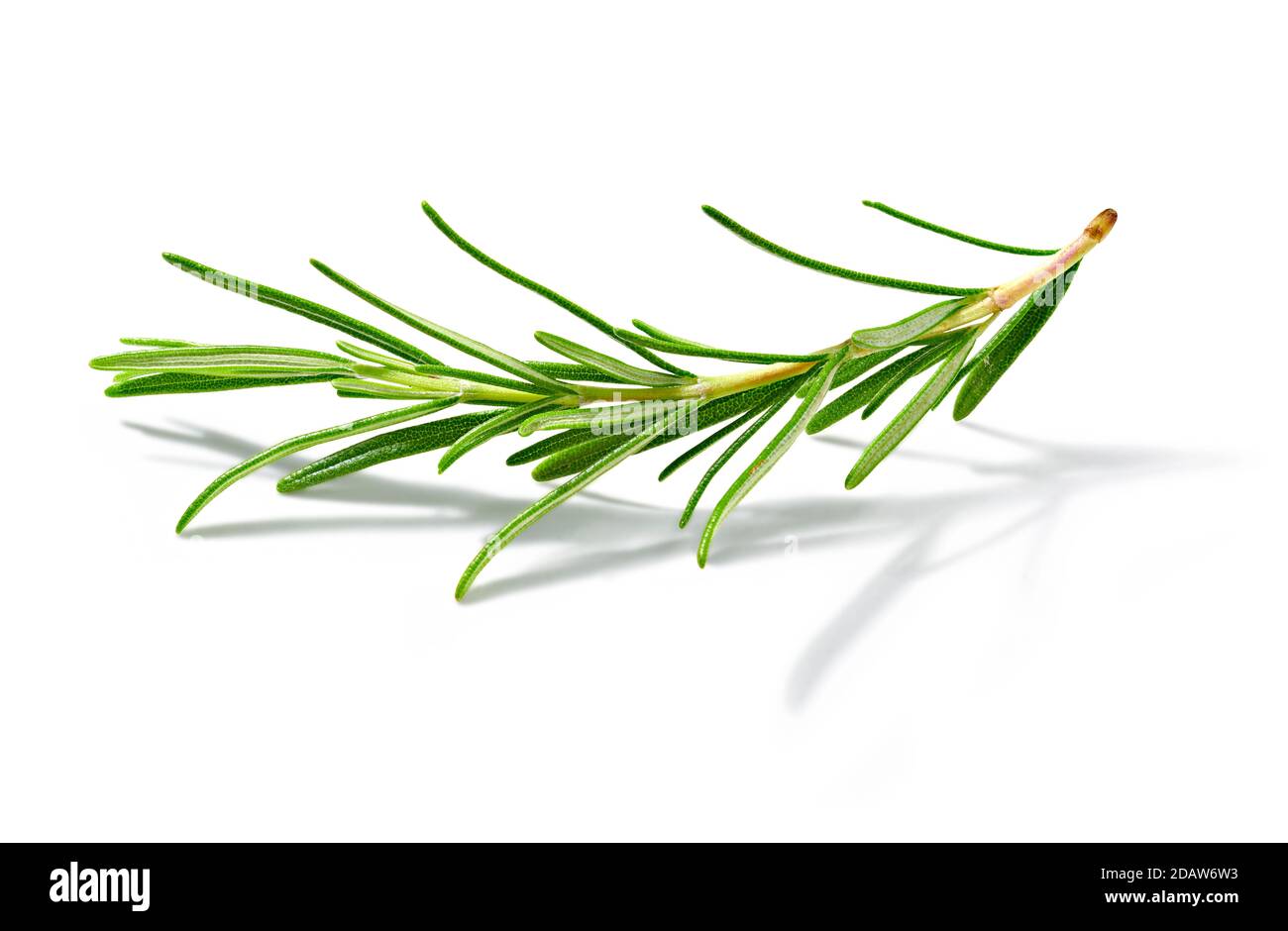 Twig of green rosemary, resting on white background, with shadows. Stock Photo