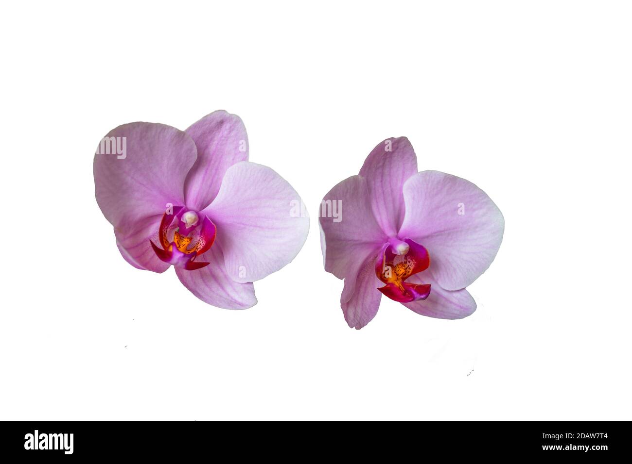 Pink Orchids with dots isolated on the white background Stock Photo - Alamy