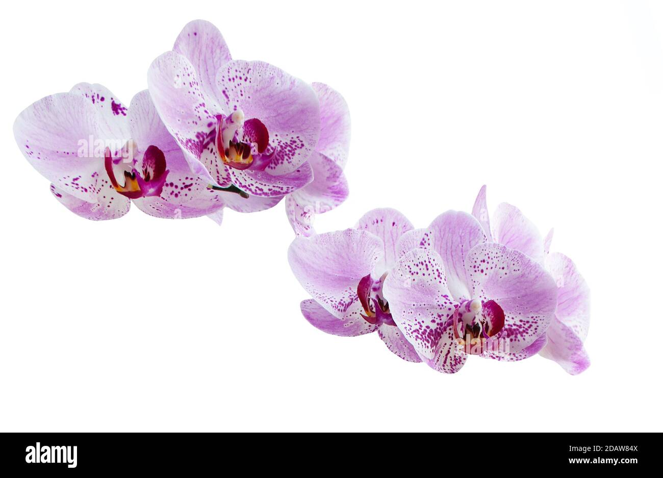 Pink Orchids with dots isolated on the white background Stock Photo - Alamy