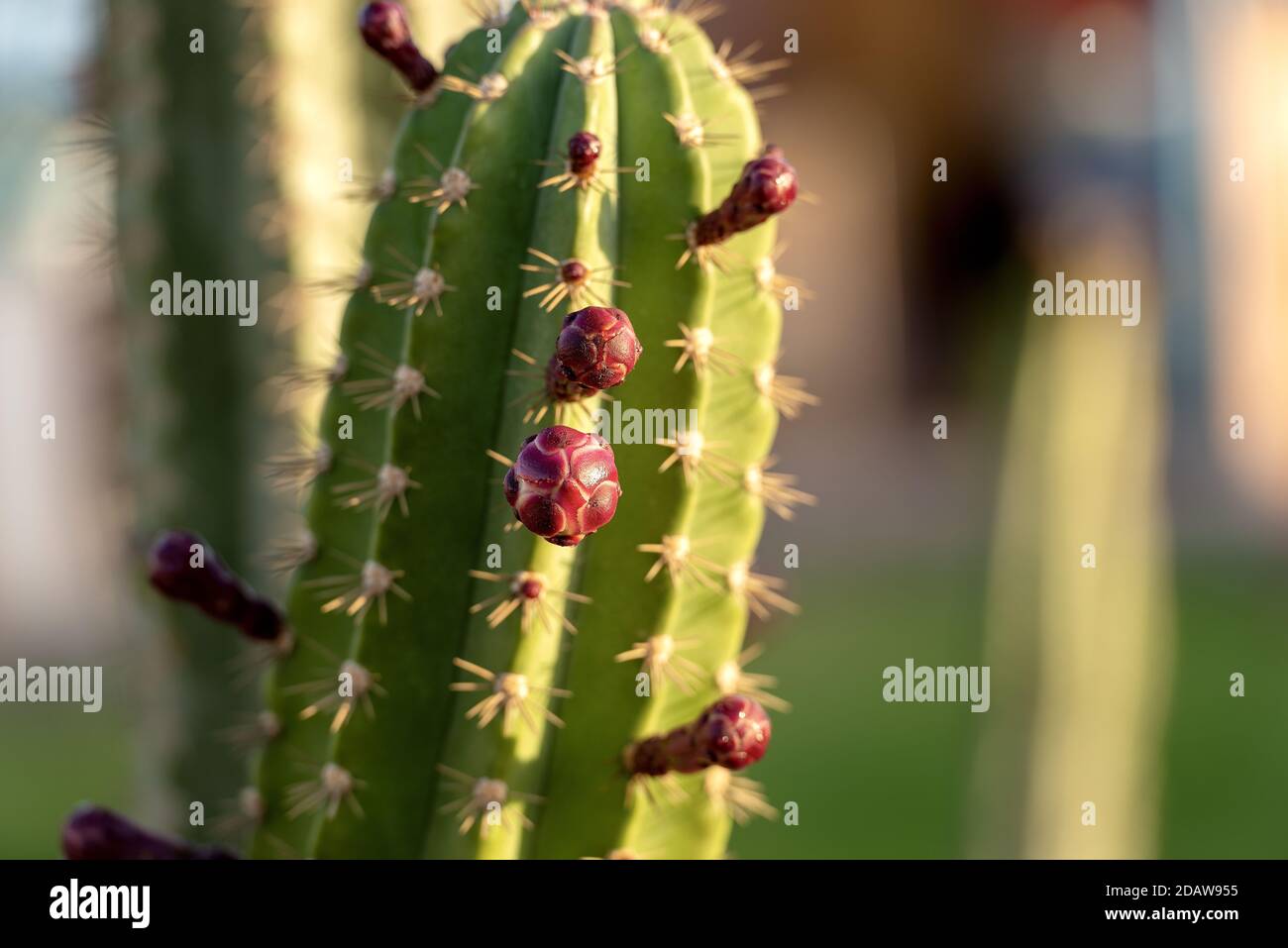 Close-up of red flower buds of a green cactus, succulent plant. Egypt, Africa. Stock Photo