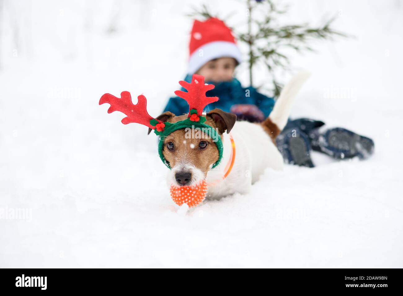 Dog wearing reindeer antlers and little Santa Claus in red hat romping in snow with toy Stock Photo