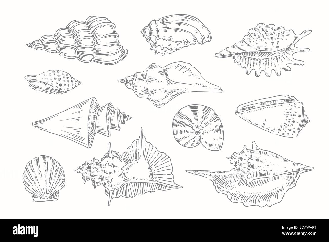 Seashell, shell, sea, mollusk, shellfish, nautical illustration Stock