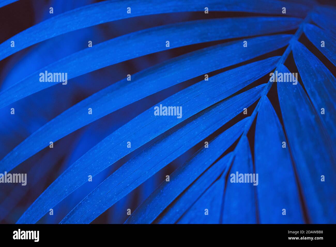 Blue palm leaf close up. Abstract palm blue texture. Tropical