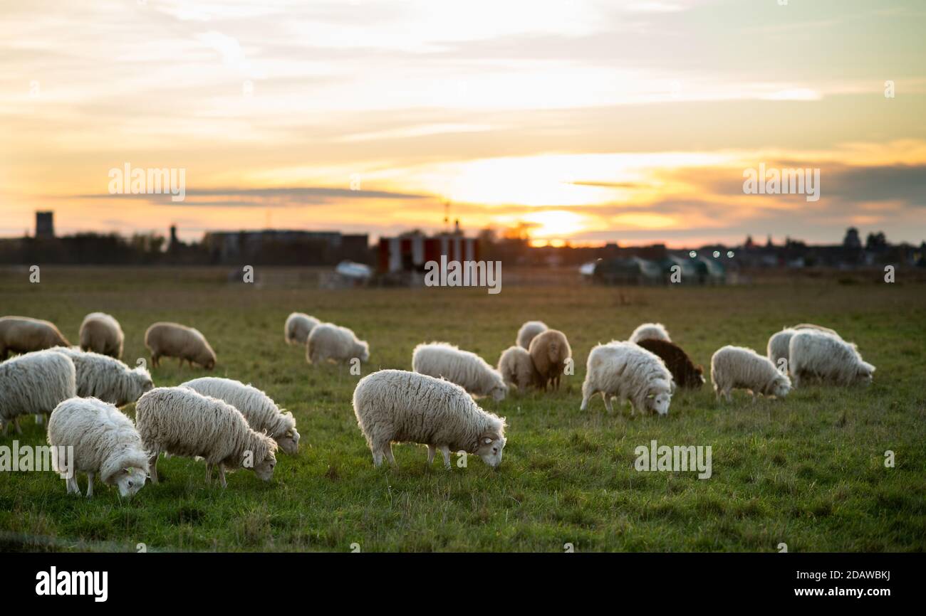 Berlin, Germany. 15th Nov, 2020. Sheep graze on the Tempelhof field at mild temperatures in the light of the setting sun. Credit: Bernd von Jutrczenka/dpa/Alamy Live News Stock Photo