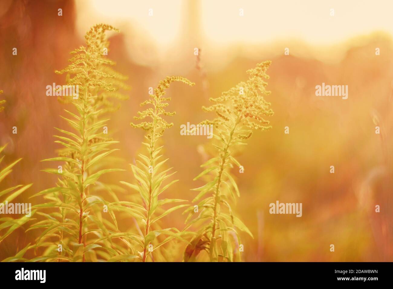 Blooming goldenrod (Solidago altissima) in sunset with low dof, soft focus Stock Photo