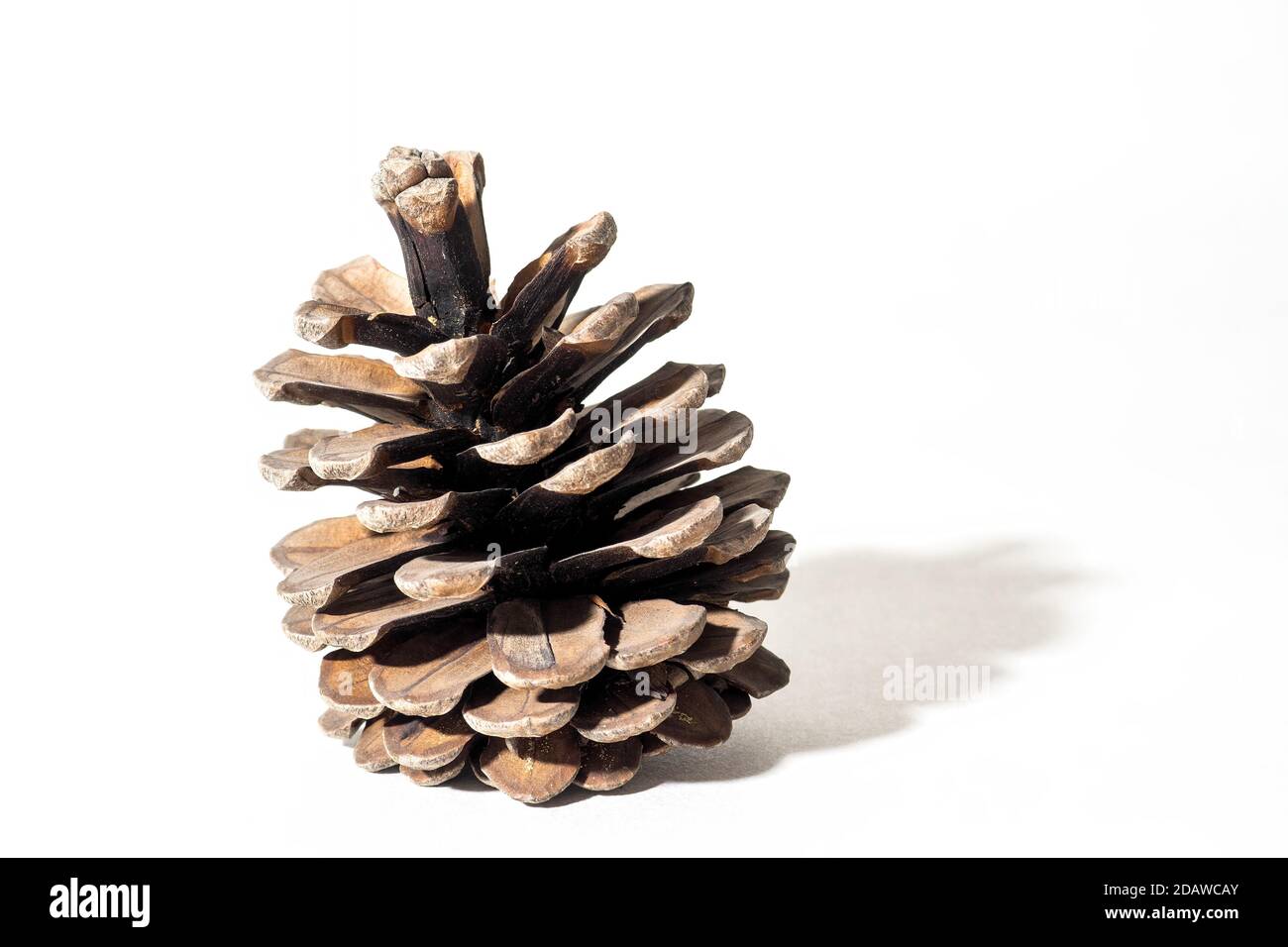 One conifer cone on white background, selective focus. Stock Photo