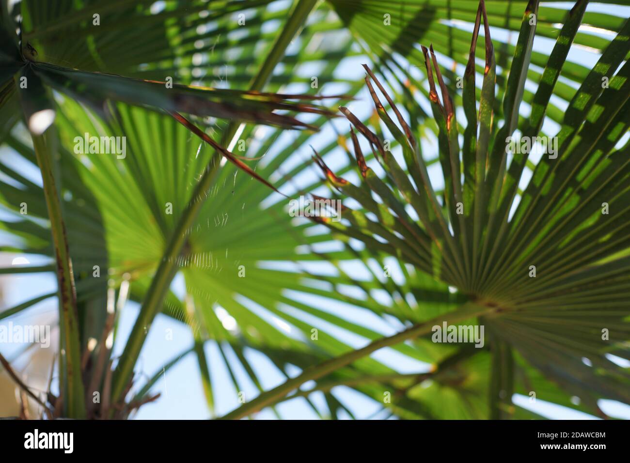 Palm leaves sunshine forest hi-res stock photography and images - Alamy