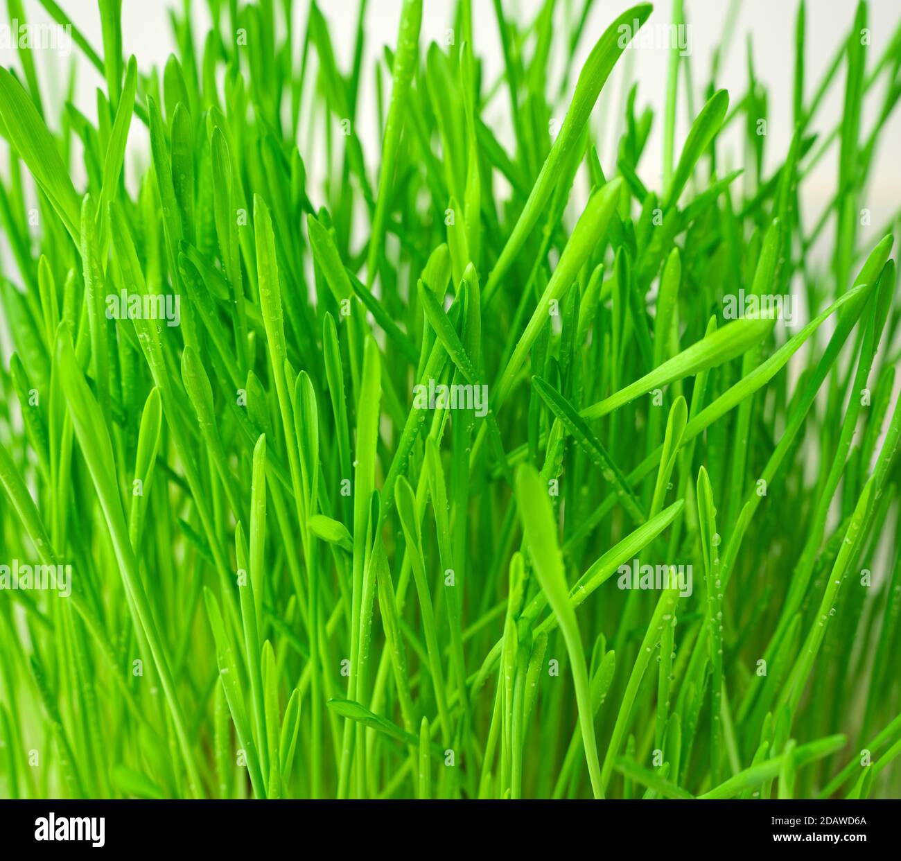 Green grass close-up on a light background. Stock Photo