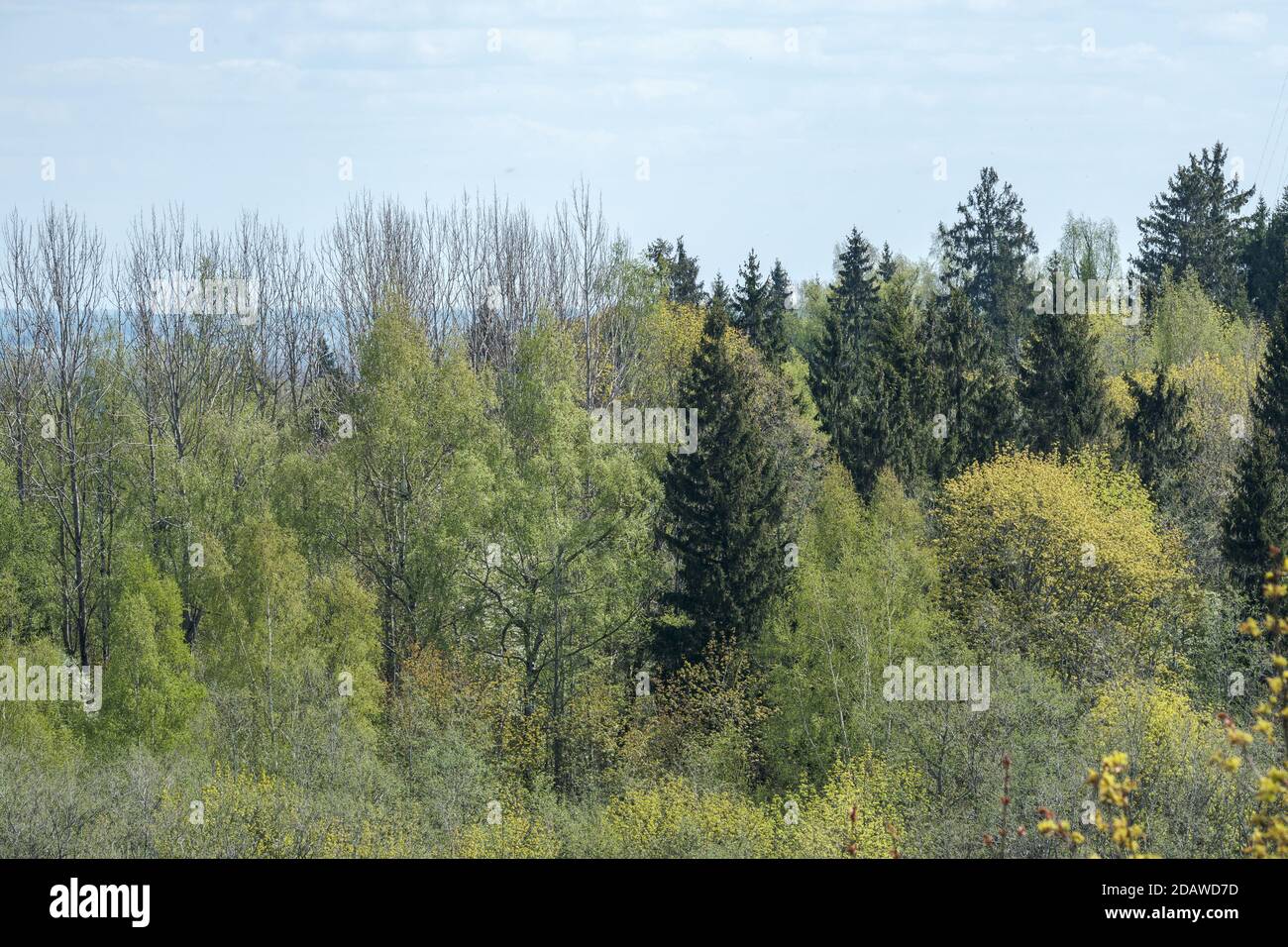 endless forests and fields in hot summer with meadow and blue sky ...