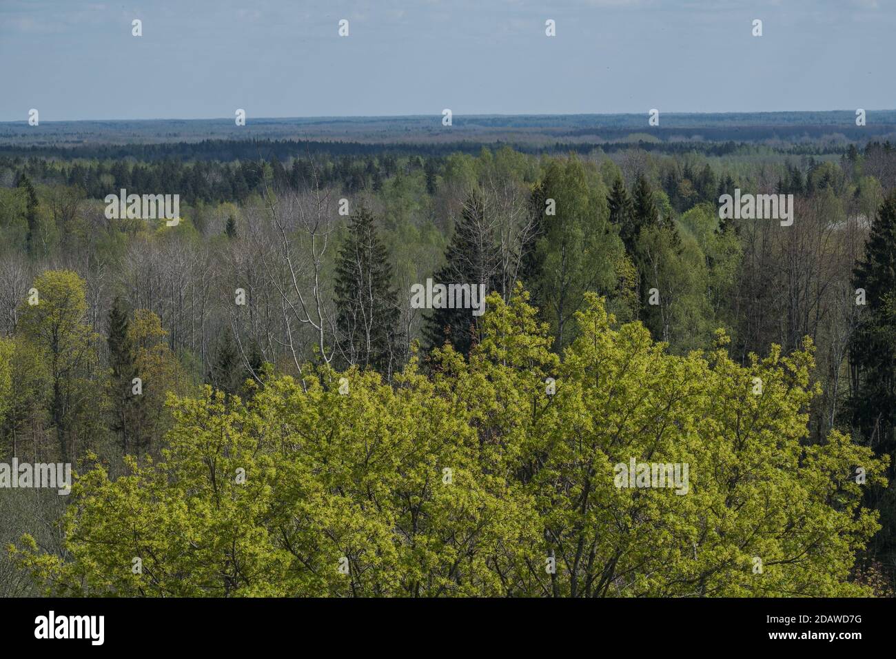 endless forests and fields in hot summer with meadow and blue sky ...