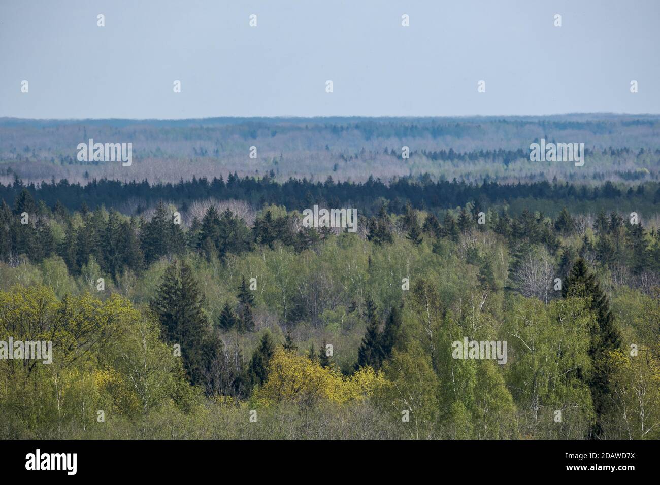 endless forests and fields in hot summer with meadow and blue sky ...