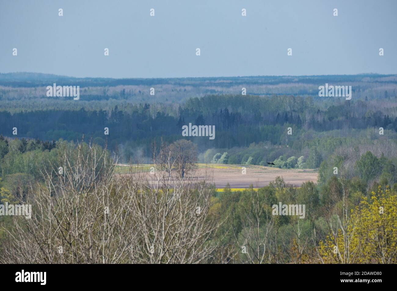 endless forests and fields in hot summer with meadow and blue sky ...