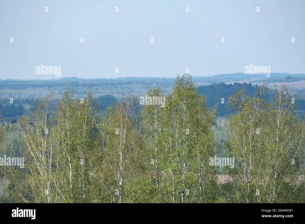 endless forests and fields in hot summer with meadow and blue sky ...