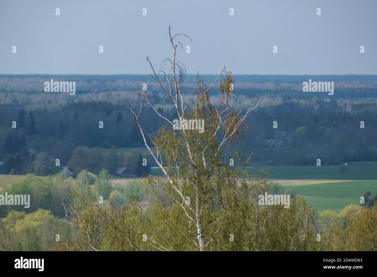 endless forests and fields in hot summer with meadow and blue sky ...