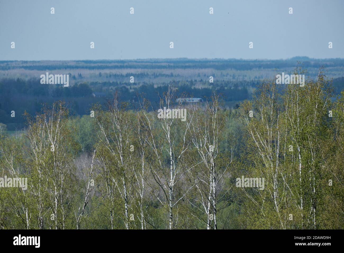 endless forests and fields in hot summer with meadow and blue sky ...