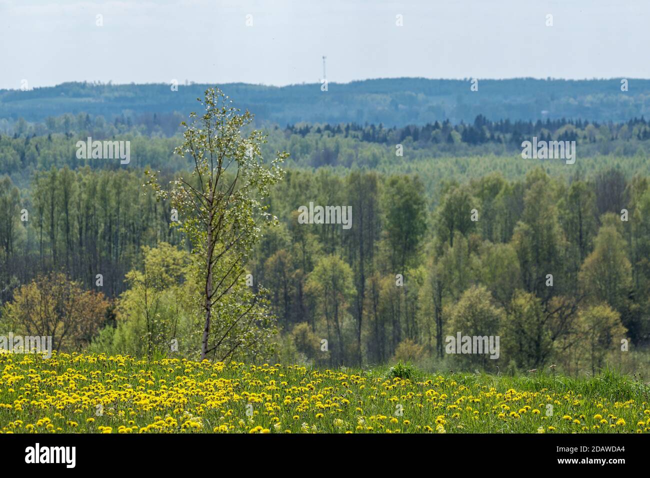 endless forests and fields in hot summer with meadow and blue sky ...