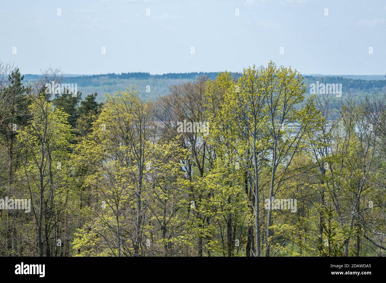 endless forests and fields in hot summer with meadow and blue sky ...