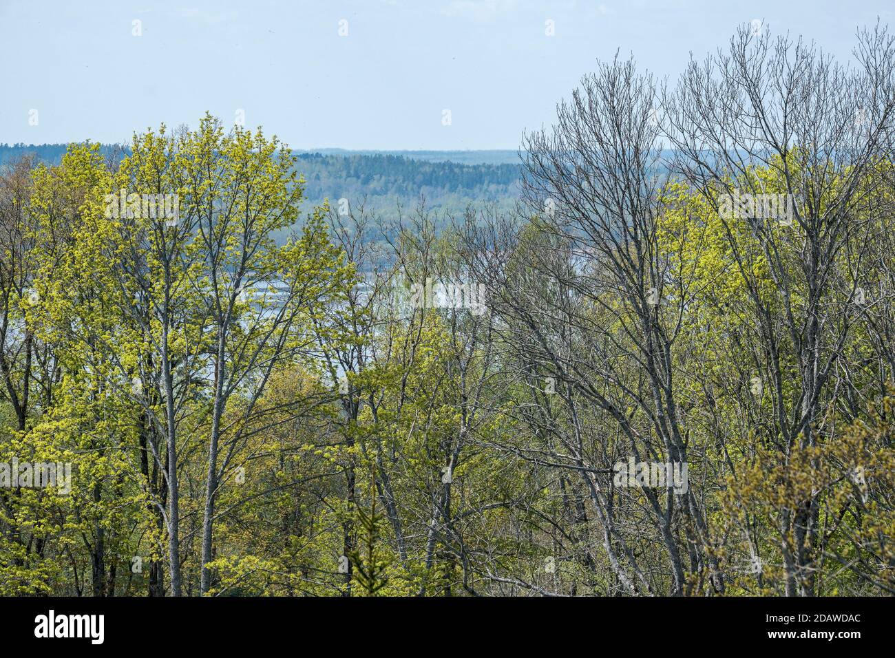 endless forests and fields in hot summer with meadow and blue sky ...