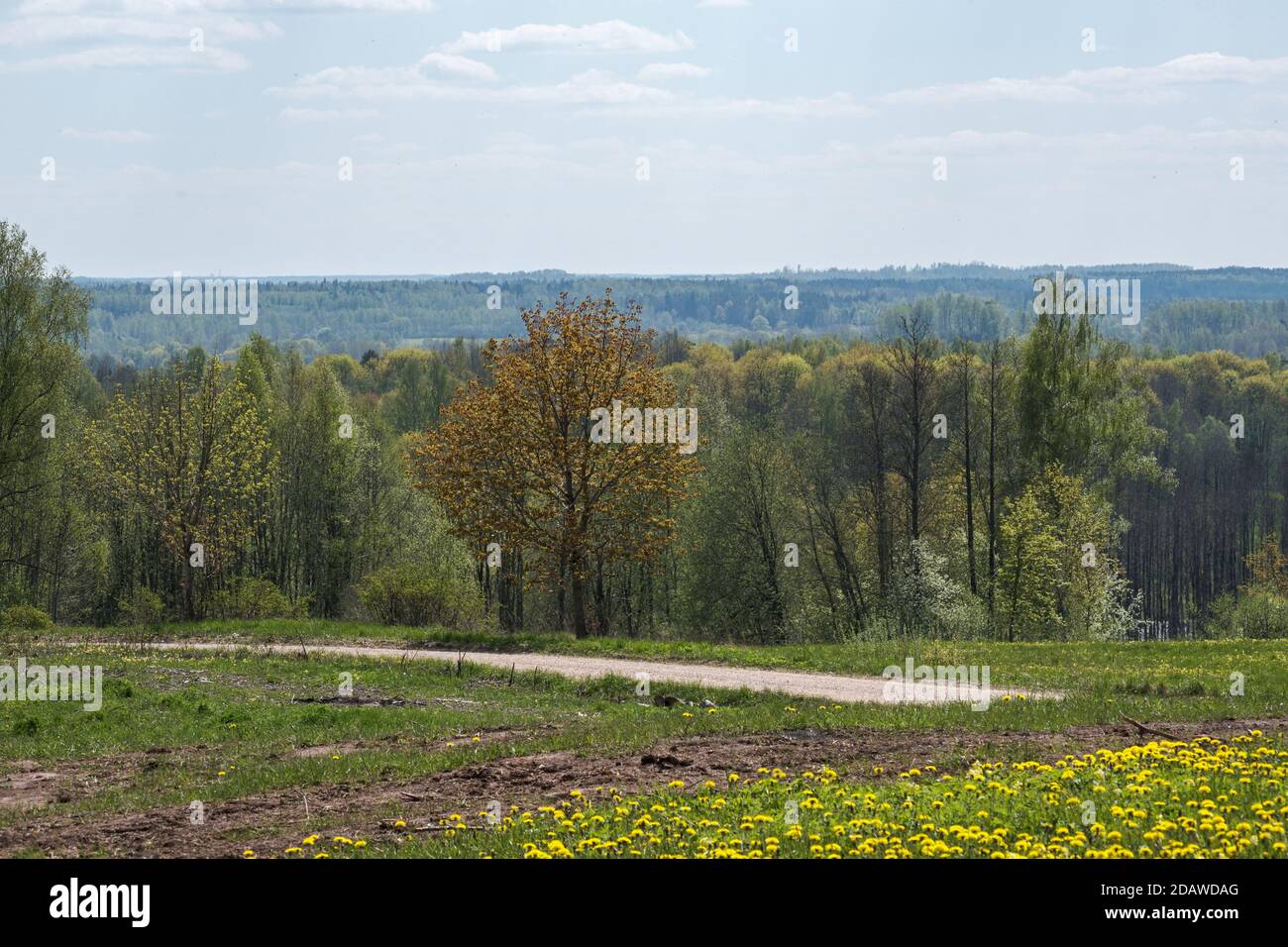 endless forests and fields in hot summer with meadow and blue sky ...