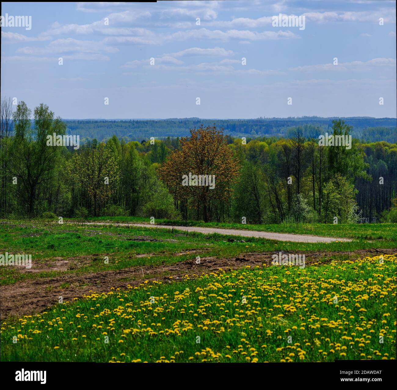 endless forests and fields in hot summer with meadow and blue sky ...