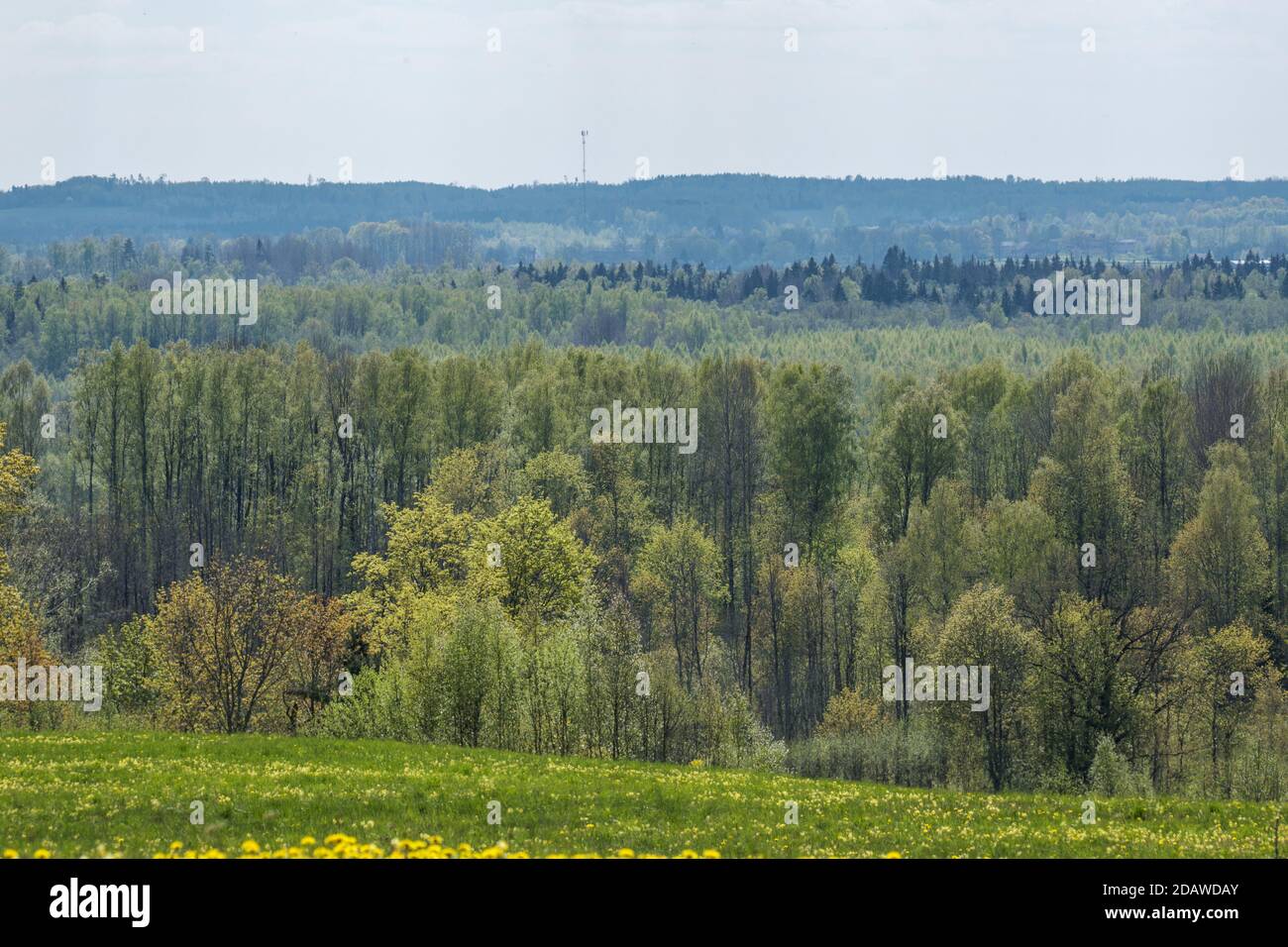 endless forests and fields in hot summer with meadow and blue sky ...
