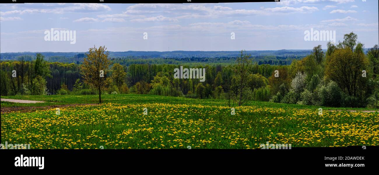endless forests and fields in hot summer with meadow and blue sky ...
