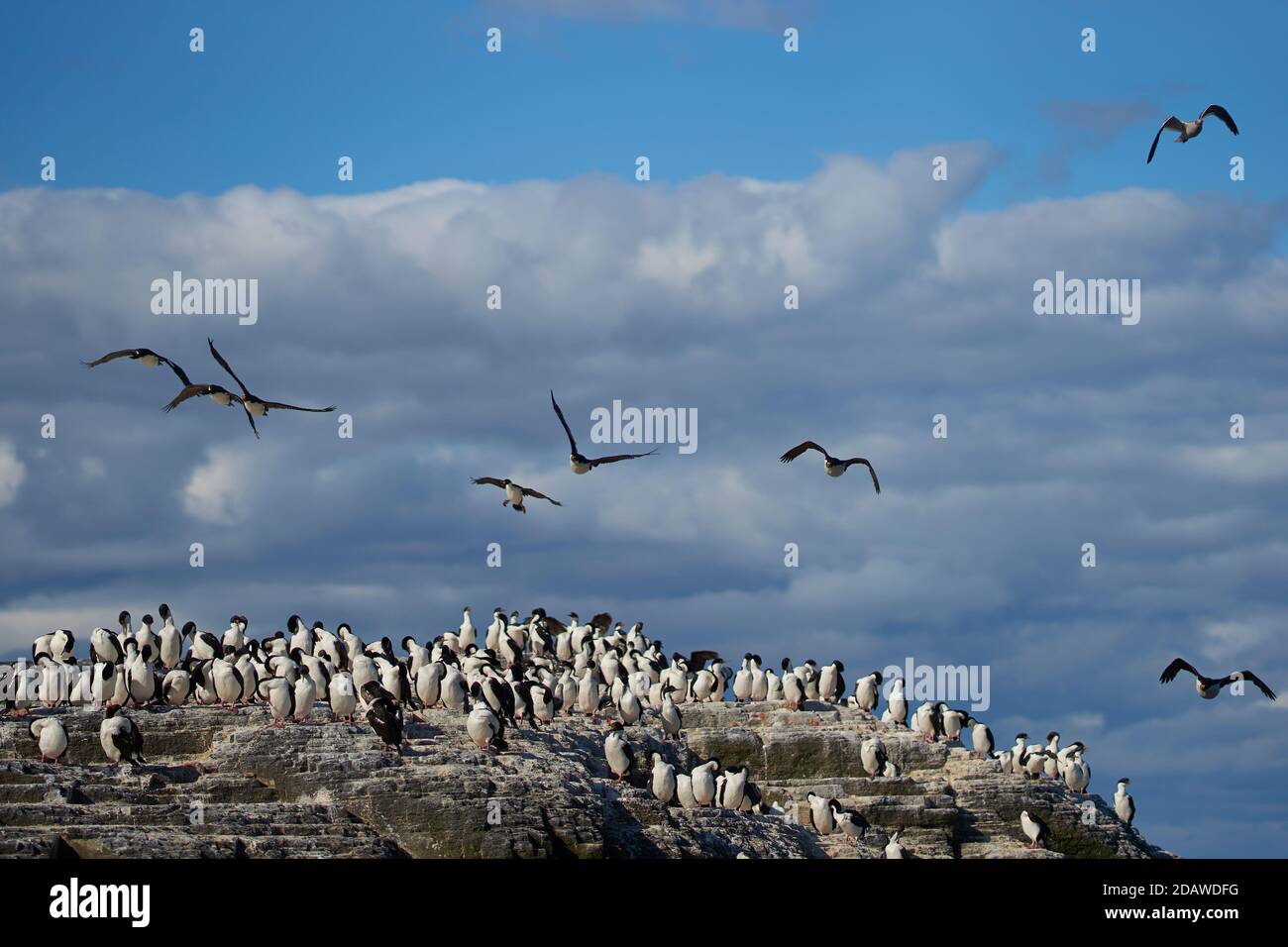 King Cormorant (Phalacrocorax atriceps albiventer) flying along the coast of Bleaker Island on the Falkland Islands. Large group of birds on the cliff Stock Photo