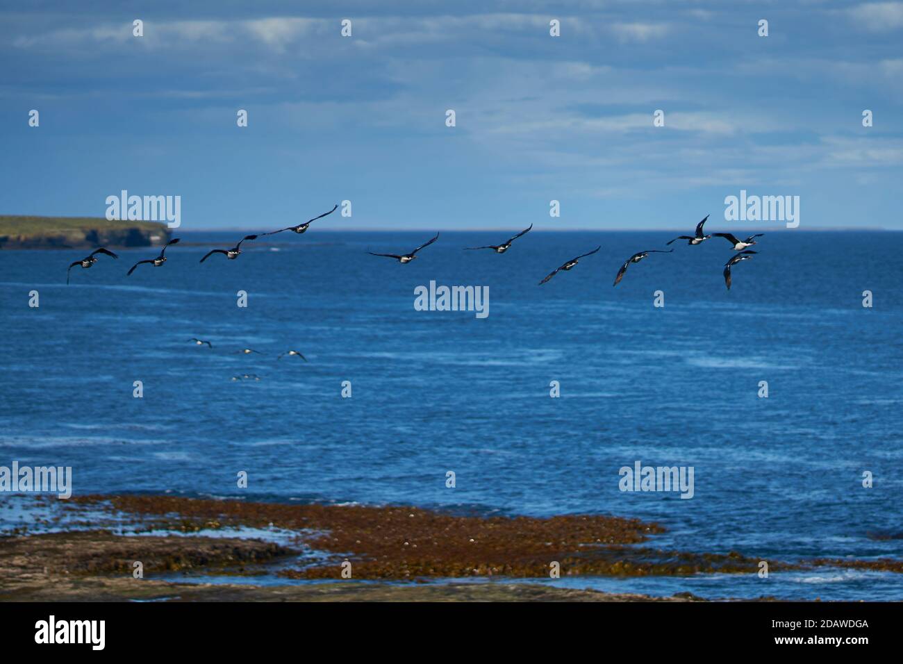 King Cormorant (Phalacrocorax atriceps albiventer) flying along the coast of Bleaker Island on the Falkland Islands. Large group of birds on the cliff Stock Photo
