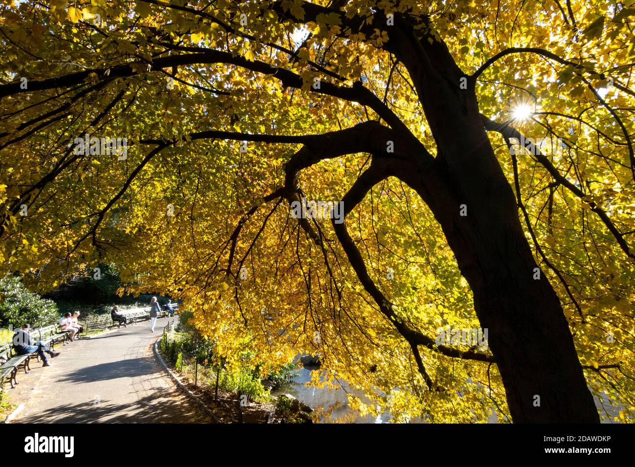 Central Park in New York City is a beautiful oasis during the fall season, USA Stock Photo