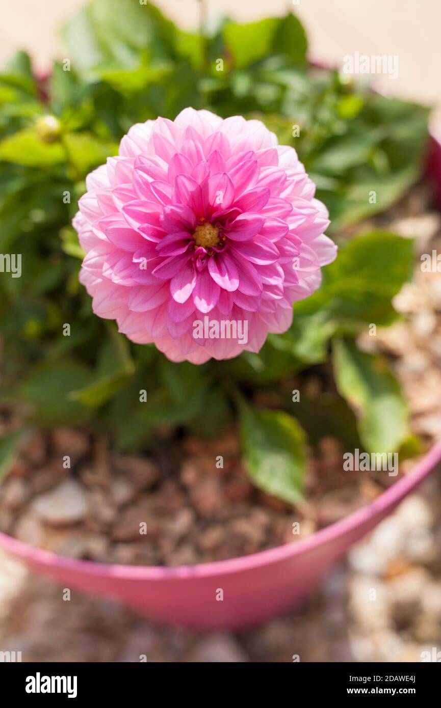 Dahlia 'Dalina Maxi Mendoza' in bloom Stock Photo