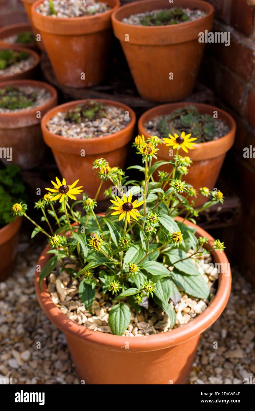 Rudbeckia fulgida ‘Little Goldstar’ coming into flower Stock Photo