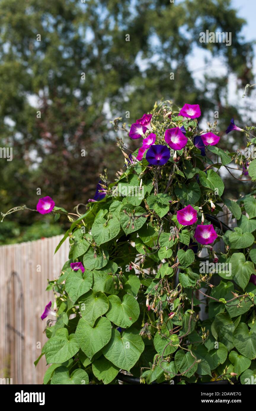 Ipomoea purpurea 'Grandpa Otts' (purple) and 'Party Dress', Morning Glory  growing together Stock Photo - Alamy