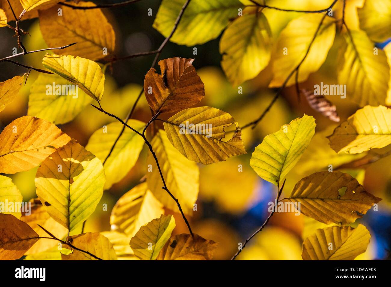 Leaves of an autumnal beech tree, Fagus sylvatica, in a forest Stock Photo