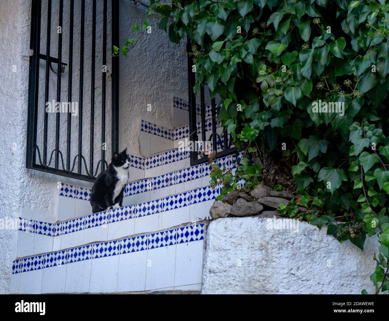 cat on stairs in front of a plant Stock Photo - Alamy