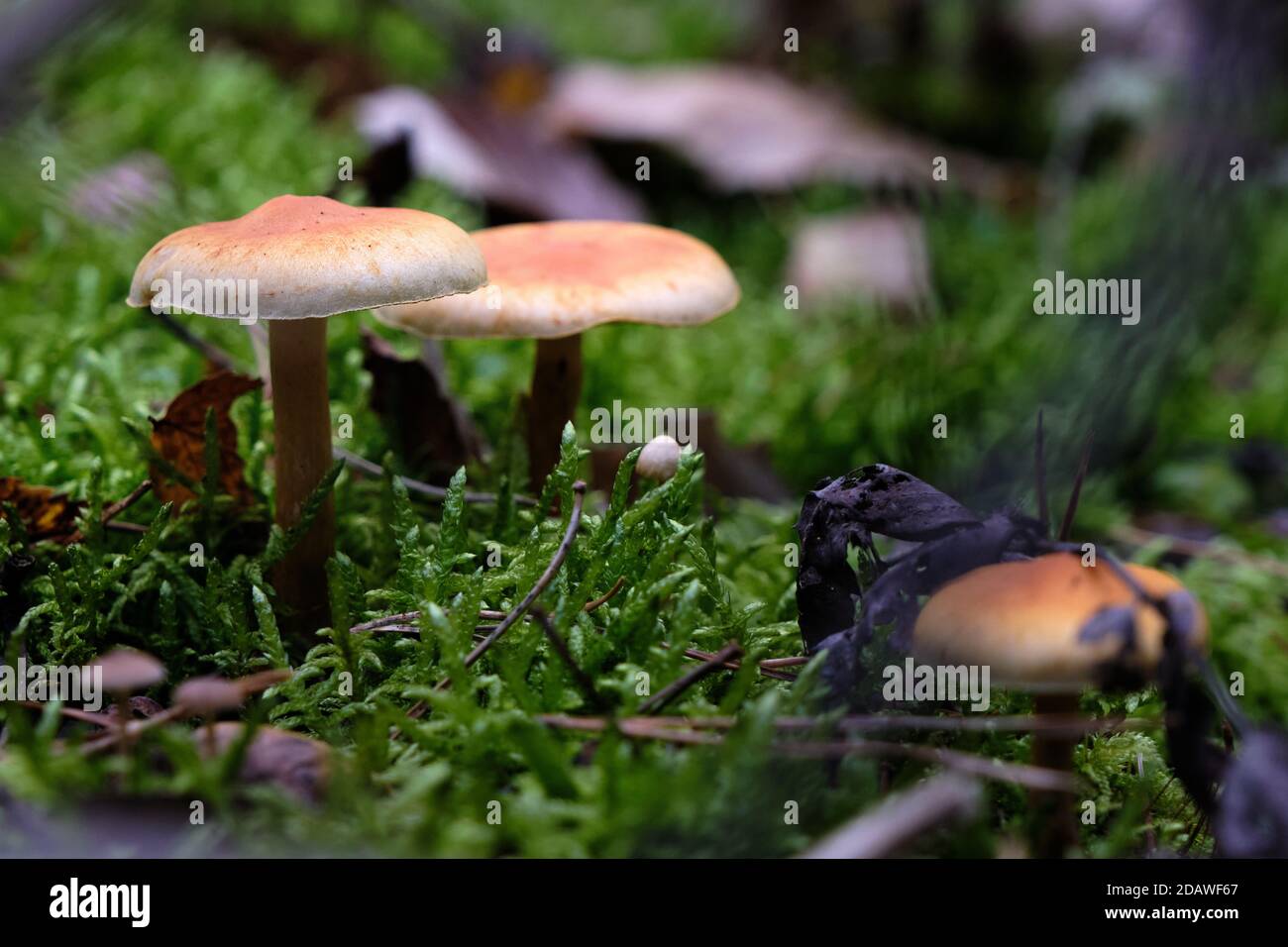 Close up of cream brown mushroom, Hebeloma sinapizans, fungus on forest floor between green moss and autumn leaves. large gingham hat. Oct. 2020 Stock Photo